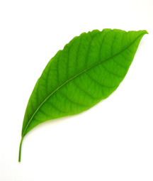 Leaf